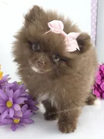 Chrissy, a female Pomeranian for sale in Whitwell, TN – 5 of 9