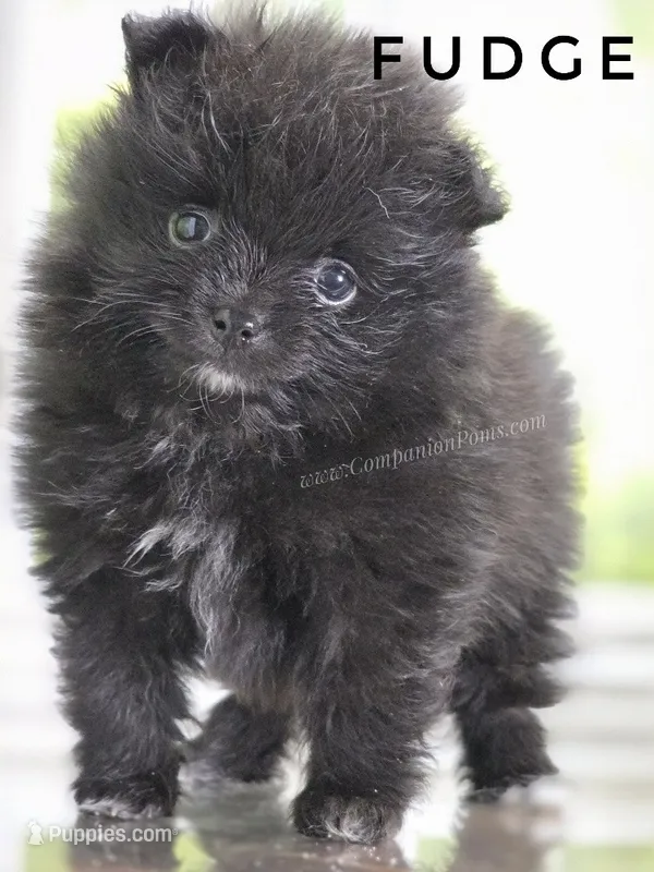 C Video -  Always has Happy Tail - Fudge – Pomeranian puppy for sale in Whitwell, TN
