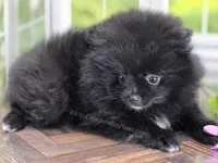 LB - Playful Little Fluff Ball, a male Pomeranian for sale in Whitwell, TN – 5 of 10