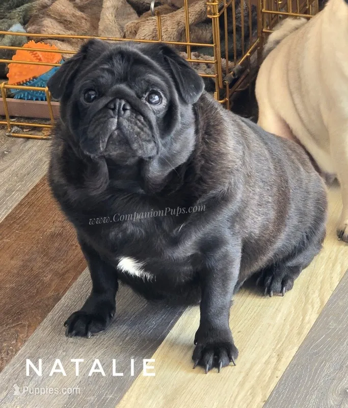 💕 Natalie – Gorgeous Fawn Female Pug • Champion-Filled Pedigree! – Pug puppy for sale in Whitwell, TN