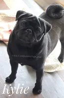 Kylie - Ch Lines - Excellent Family Pet, a female Pug for sale in Whitwell, TN – 2 of 3