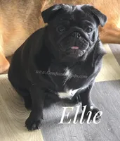 Ellie - Ch Sired Black Female - Excellent Family Pug, a female Pug for sale in Whitwell, TN – 5 of 6