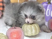 Candace Girl - Silvery Blue Merle - One Blue Eye, a female Pomeranian for sale in Whitwell, TN – 4 of 8