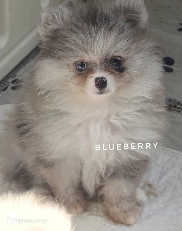 Blueberry - Dark Silver Grey - Blue Merle - One Blue Eye – Pomeranian puppy for sale in Whitwell, TN