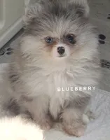 Blueberry - C Video- Blue Merle - One Blue Eye, a female Pomeranian for sale in Whitwell, TN – 4 of 10