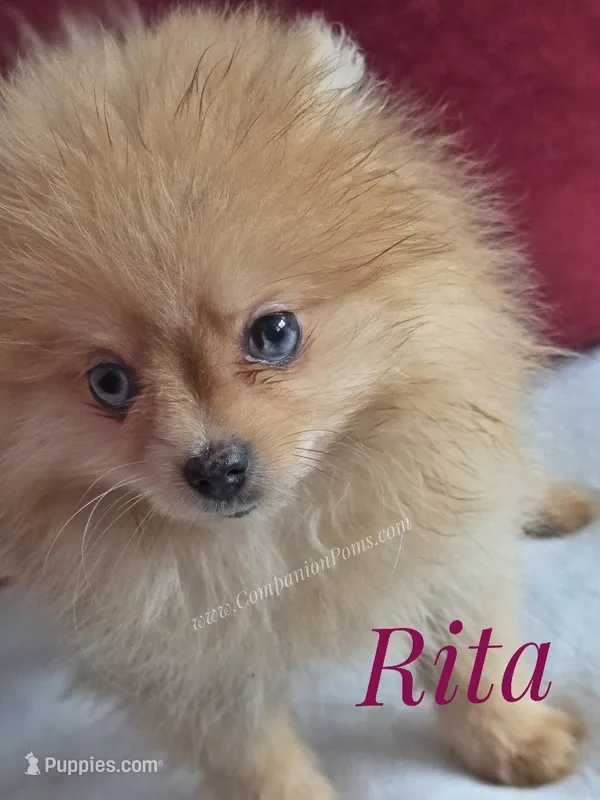Rare Blue Eyes Orange Tiny Female - Rita – Pomeranian puppy for sale in Whitwell, TN