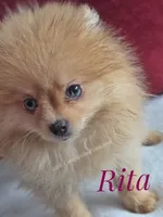 Rare Orange w/Blue Eyes - Tiny Female - Rita, a female Pomeranian for sale in Whitwell, TN – 5 of 10