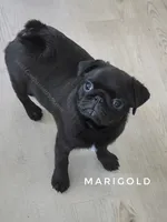 Adorable Pug Girl Ready to Steal Hearts - Marigold, a female Pug for sale in Whitwell, TN – 5 of 9