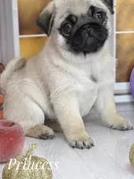 🐾 Gorgeous - Tiny fur ball of Wrinkles, Rolls & Love 💕, a female Pug for sale in Whitwell, TN – 6 of 6
