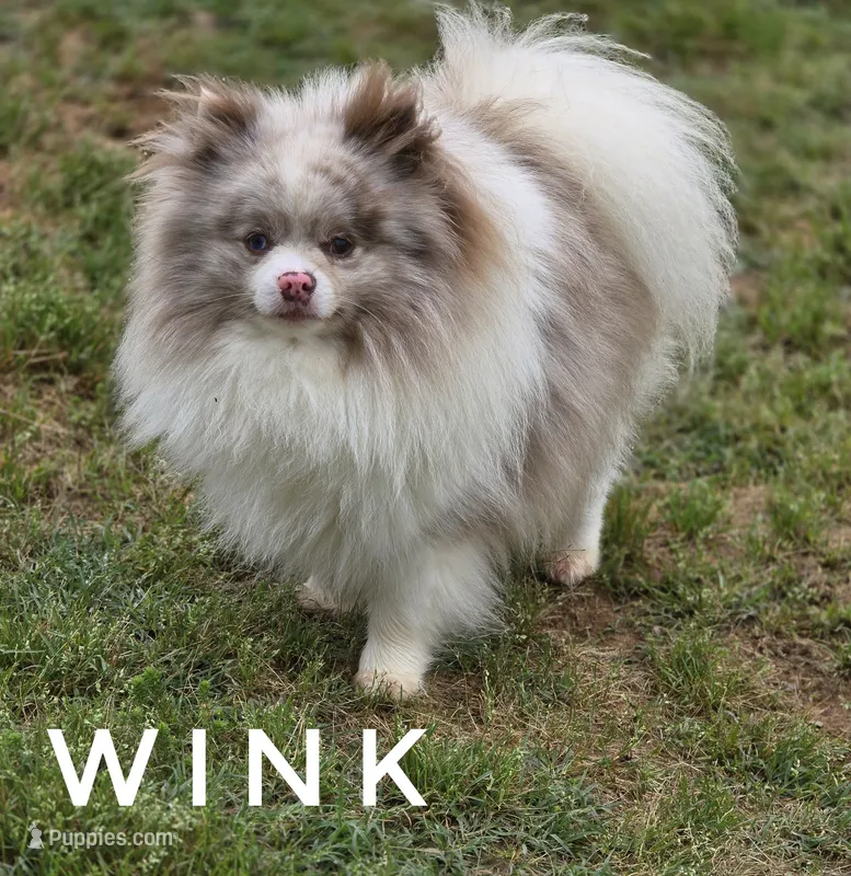 Throw Back Size - Wink - Lavendar Merle Parti – Pomeranian puppy for sale in Whitwell, TN