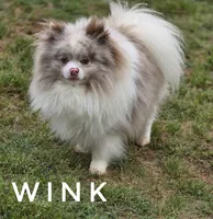 Throw Back Size - Wink - Lavendar Merle Parti, a male Pomeranian for sale in Whitwell, TN – 1 of 6