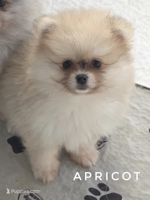 Apricot -Orange Merle Girl - Ready Now! – Pomeranian puppy for sale in Whitwell, TN