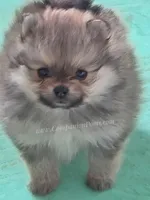 Cream Sable w/Irish Markings Girl, a female Pomeranian for sale in Whitwell, TN – 5 of 7