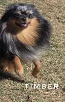 LOVES People! - Timber -Skip the young pup stage, a male Pomeranian for sale in Whitwell, TN – 2 of 10