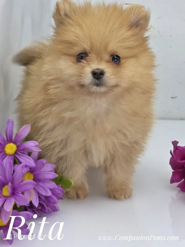 Rita - CH Sired! One and Half Blue Eyes! – Pomeranian puppy for sale in Whitwell, TN