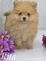 Rita - CH Sired! One and Half Blue Eyes!, a female Pomeranian for sale in Whitwell, TN – 1 of 9