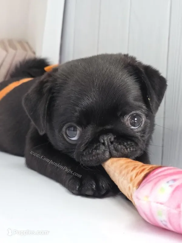 Marigold - C video – Pug puppy for sale in Whitwell, TN