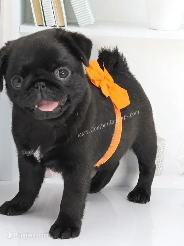 Marigold - C video – Pug puppy for sale in Whitwell, TN
