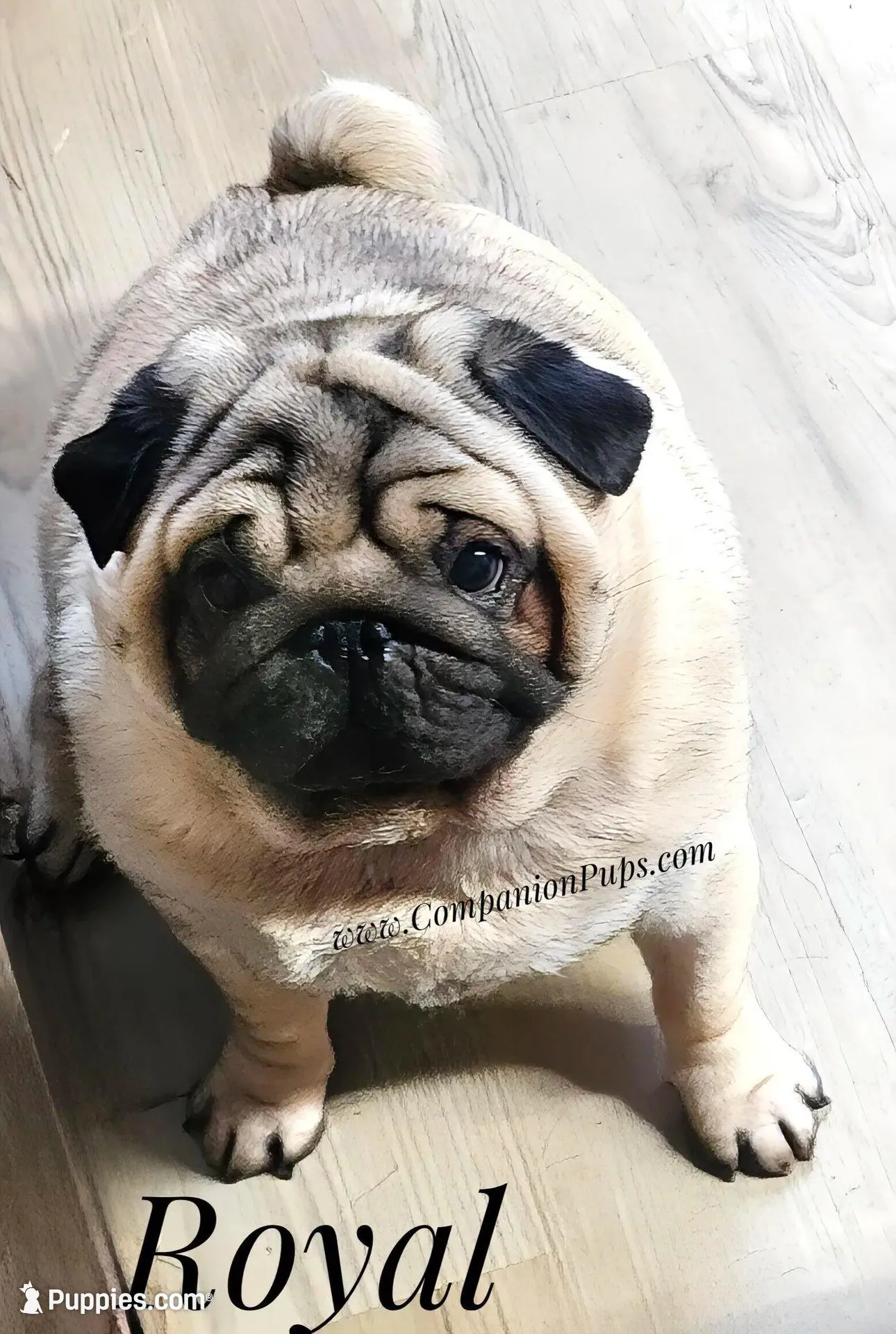 Marigold - C video, a female Pug for sale in Whitwell, TN – Photo 3 of 10