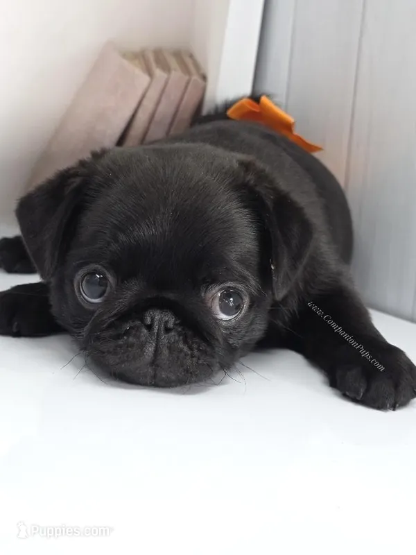 Marigold - C video – Pug puppy for sale in Whitwell, TN