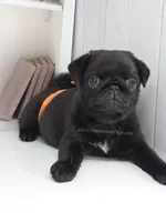 Marigold - C video, a female Pug for sale in Whitwell, TN – Photo 5 of 10