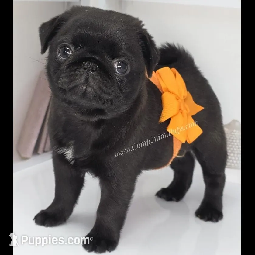 Marigold -Excellent with kids