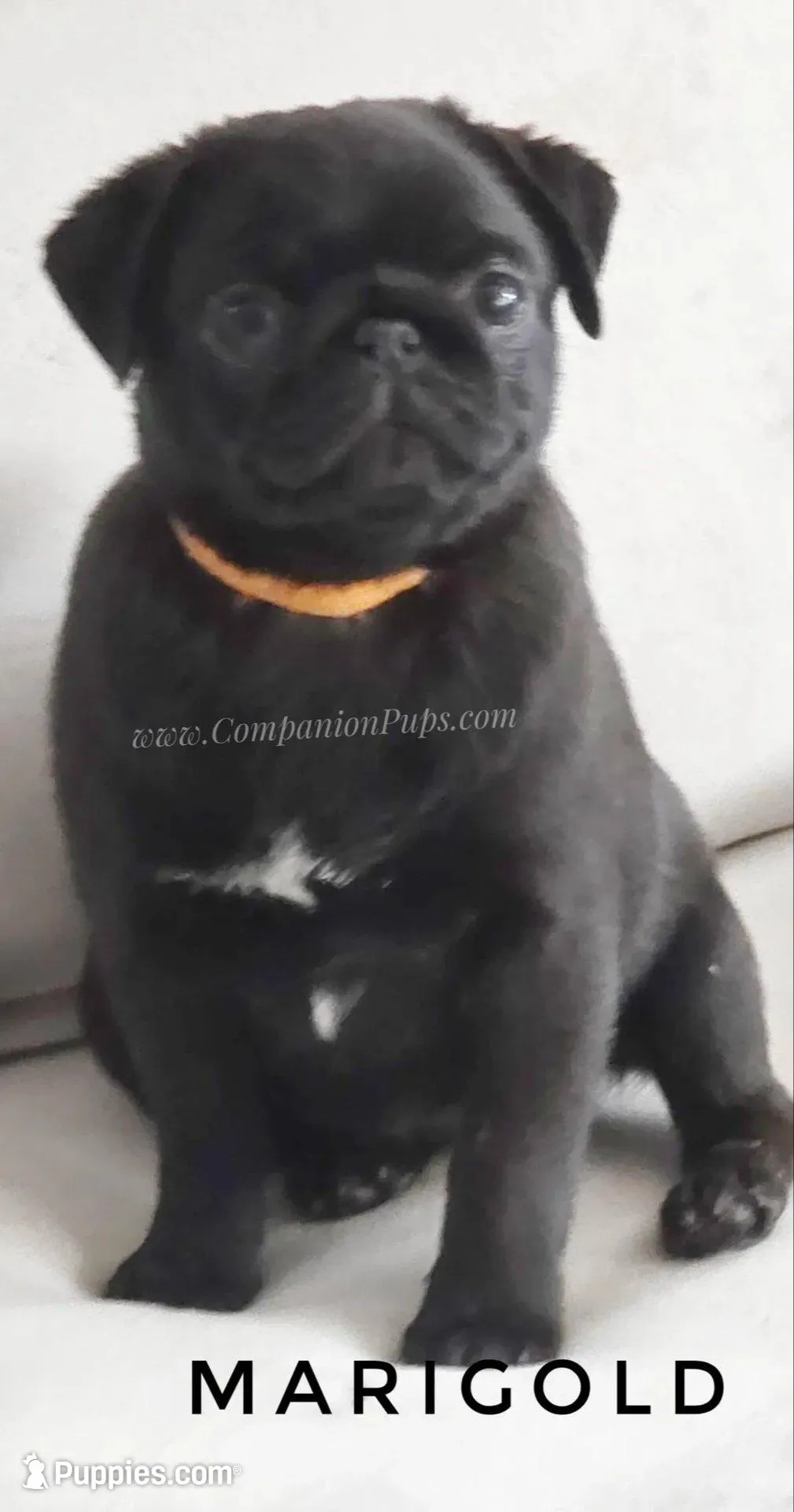 Marigold - Small Girl, a female Pug for sale in Whitwell, TN – Photo 3 of 10