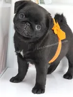 Marigold - C video, a female Pug for sale in Whitwell, TN – Photo 7 of 10
