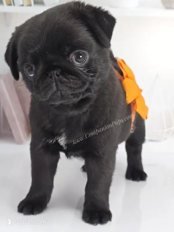 Marigold - C video – Pug puppy for sale in Whitwell, TN