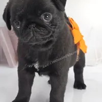 Marigold - C video, a female Pug for sale in Whitwell, TN – Photo 3 of 5