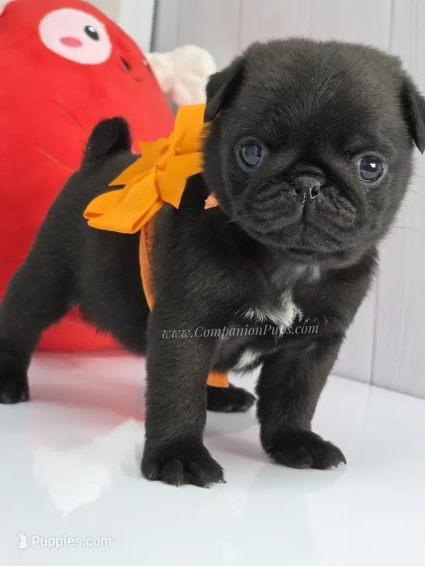 Marigold -Excellent with kids