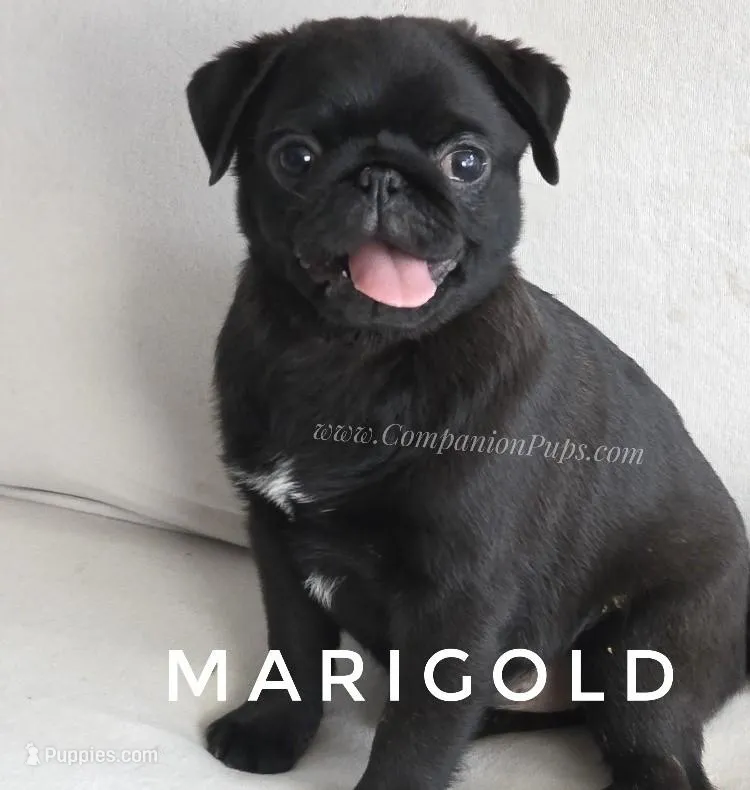 Marigold - C video – Pug puppy for sale in Whitwell, TN