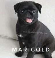 Marigold - Small Girl, a female Pug for sale in Whitwell, TN – Photo 2 of 10