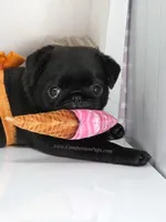 Marigold - C video, a female Pug for sale in Whitwell, TN – Photo 9 of 10