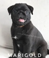 Marigold - Small Girl, a female Pug for sale in Whitwell, TN – Photo 1 of 10