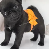 Marigold - C video, a female Pug for sale in Whitwell, TN – Photo 4 of 5