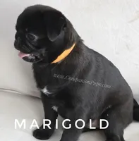Marigold - Small Girl, a female Pug for sale in Whitwell, TN – Photo 4 of 10