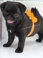 Marigold - C video, a female Pug for sale in Whitwell, TN – Photo 8 of 10