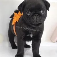 Marigold - C video, a female Pug for sale in Whitwell, TN – Photo 2 of 5