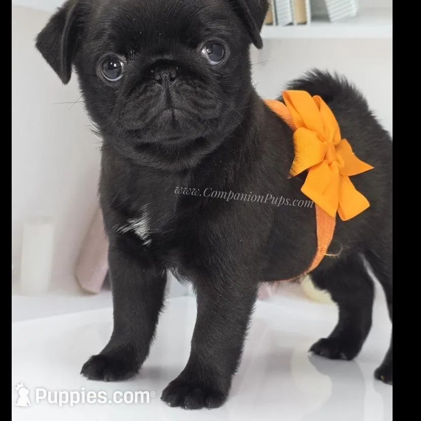 Marigold -Excellent with kids