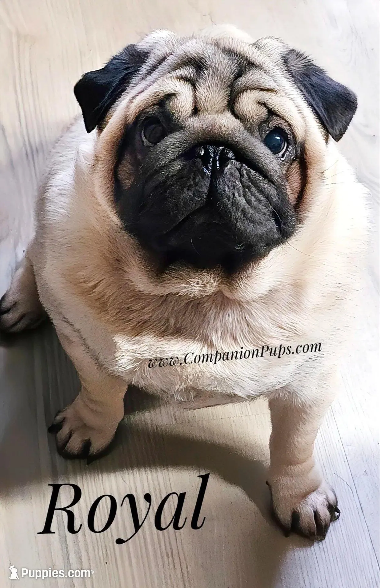 Marigold - C video, a female Pug for sale in Whitwell, TN – Photo 2 of 10