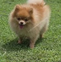 Rare Beaver Color - Dolce - 4.25 pounds - CH Lines!, a male Pomeranian for sale in Whitwell, TN – 5 of 8