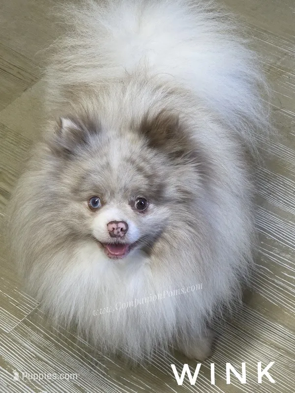 Throw Back Size - Wink - Lavender Merle Parti – Pomeranian puppy for sale in Whitwell, TN