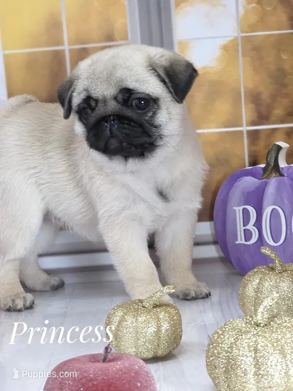 🐾 Incredibly Quality - Tiny fur ball of Wrinkles, Rolls & Love 💕 – Pug puppy for sale in Whitwell, TN