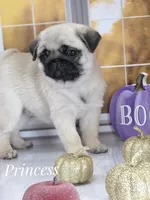 🐾 Gorgeous - Tiny fur ball of Wrinkles, Rolls & Love 💕, a female Pug for sale in Whitwell, TN – 1 of 6