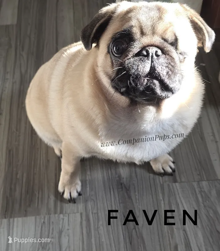 Champion Sired - Skip the Young Puppy Stage!  – Pug puppy on hold in Whitwell, TN