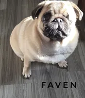 Champion Sired - Skip the Puppy Stage!, a female Pug for sale in Whitwell, TN – 3 of 6