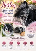 Harley excellent with kids!, a female Pomeranian for sale in Whitwell, TN – 2 of 7