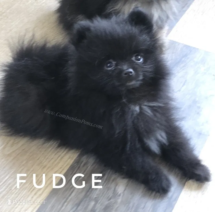 Fudge - Expected to be 4.5 pounds – Pomeranian puppy for sale in Whitwell, TN