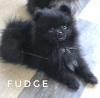Fudge - Expected to be 4.5 pounds, a male Pomeranian for sale in Whitwell, TN – 6 of 10